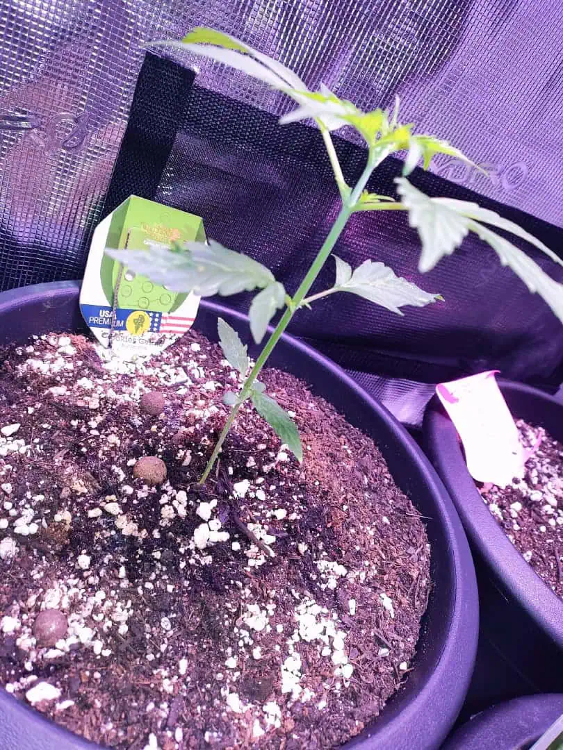 first time r — vegetative, day 33