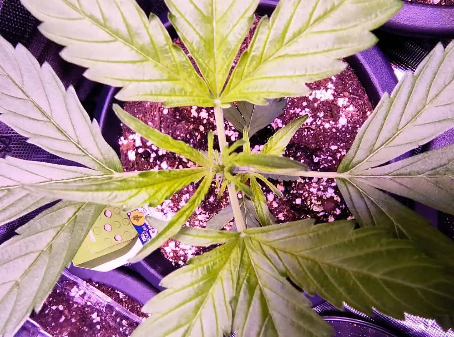 first time r — vegetative, day 36