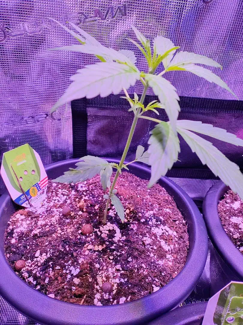 first time r — vegetative, day 36