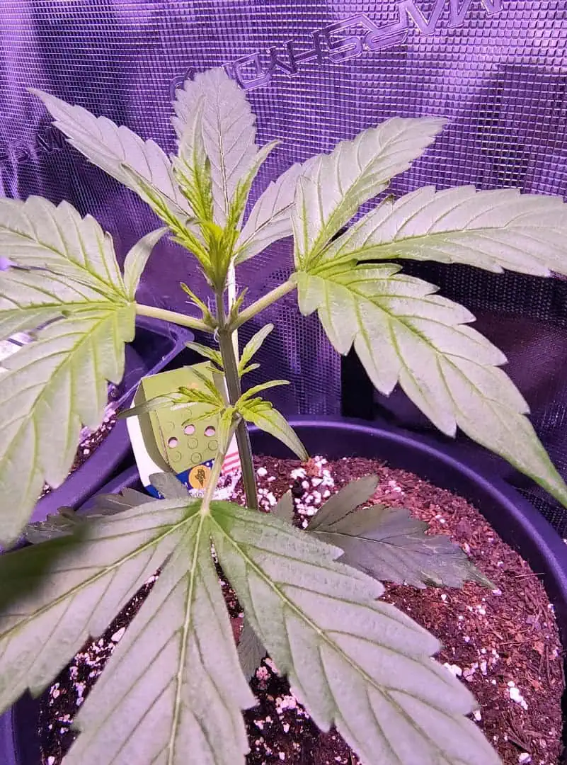 first time r — vegetative, day 36