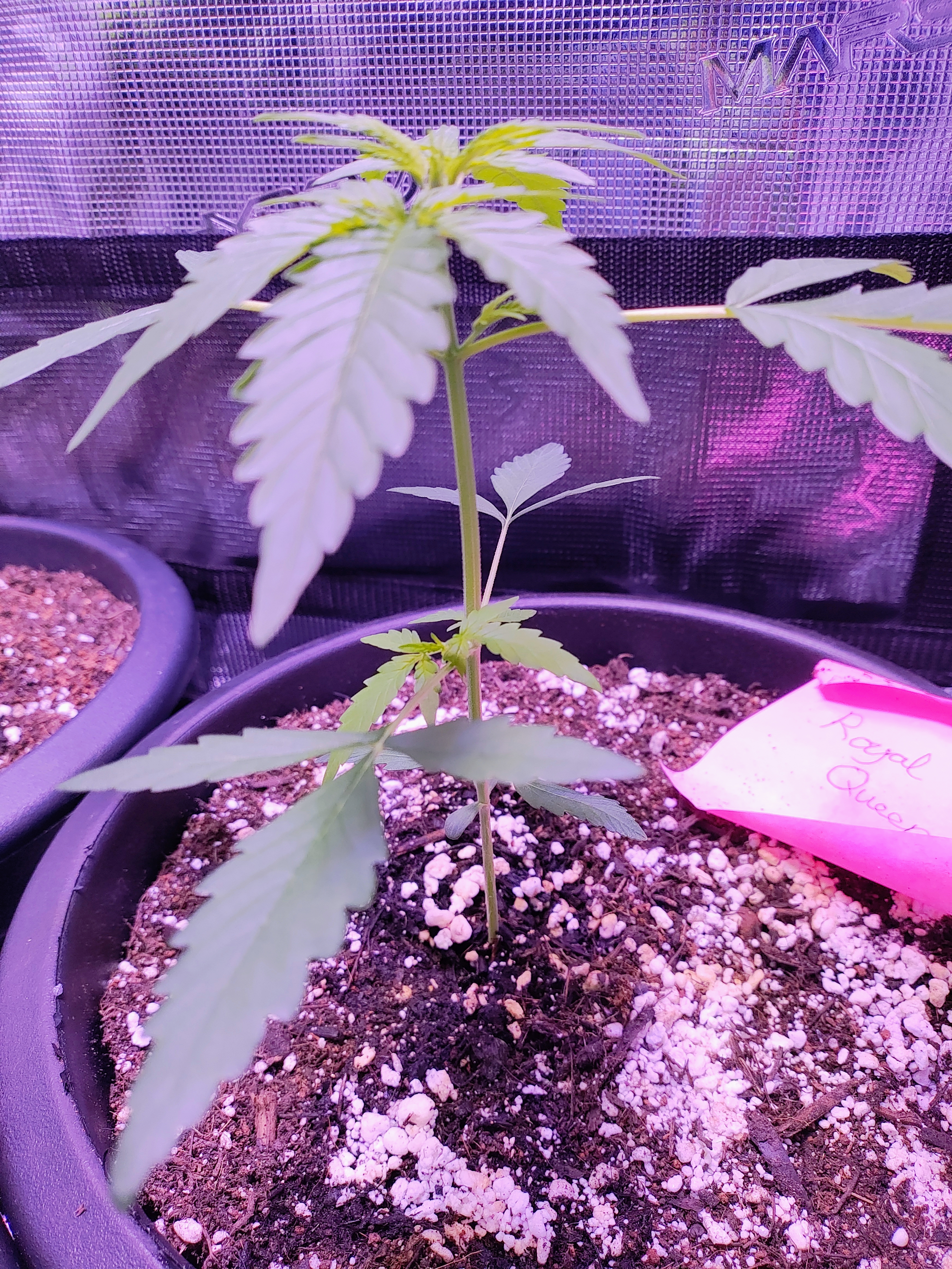 first time r — vegetative, day 37