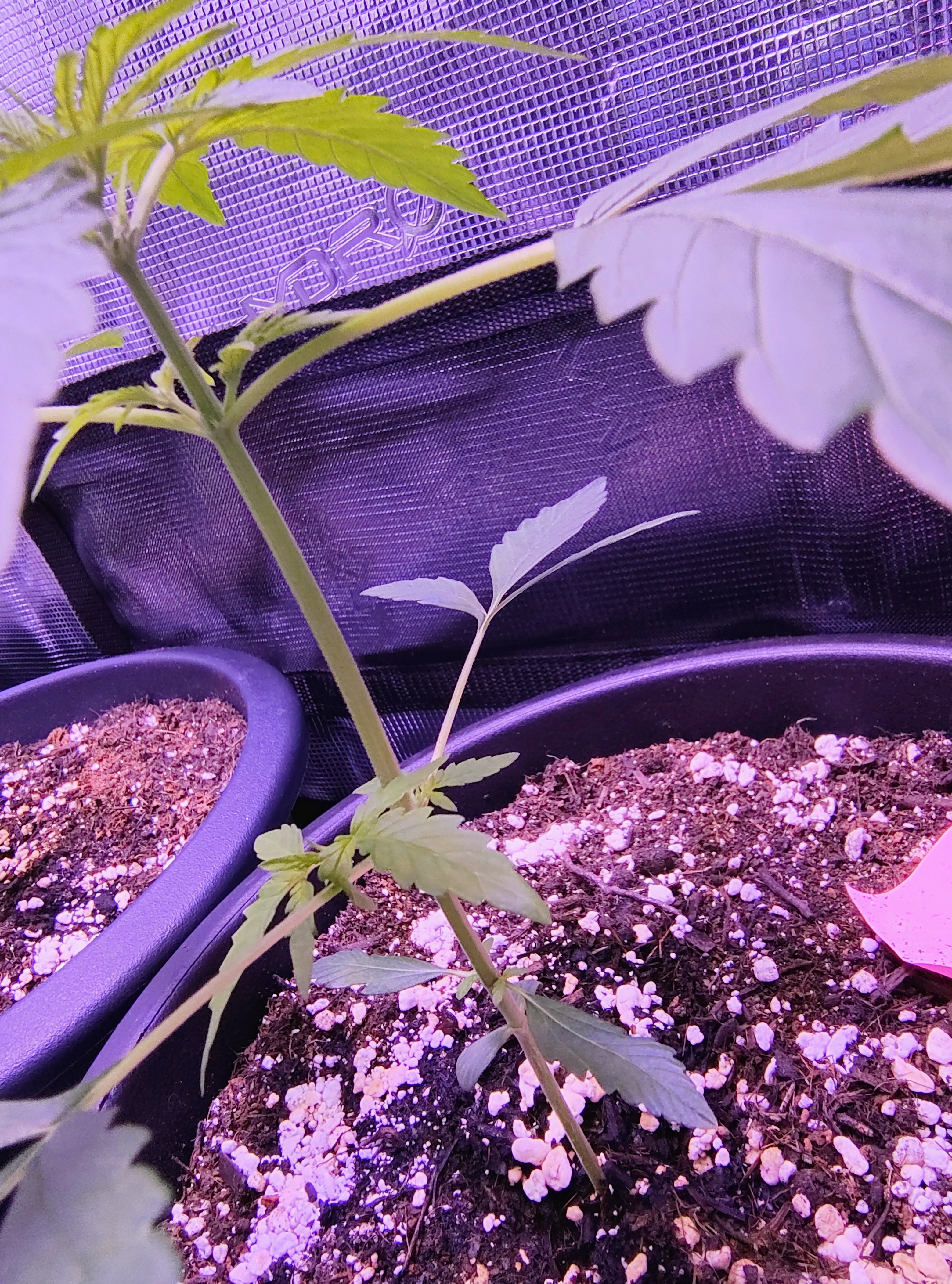 first time r — vegetative, day 37