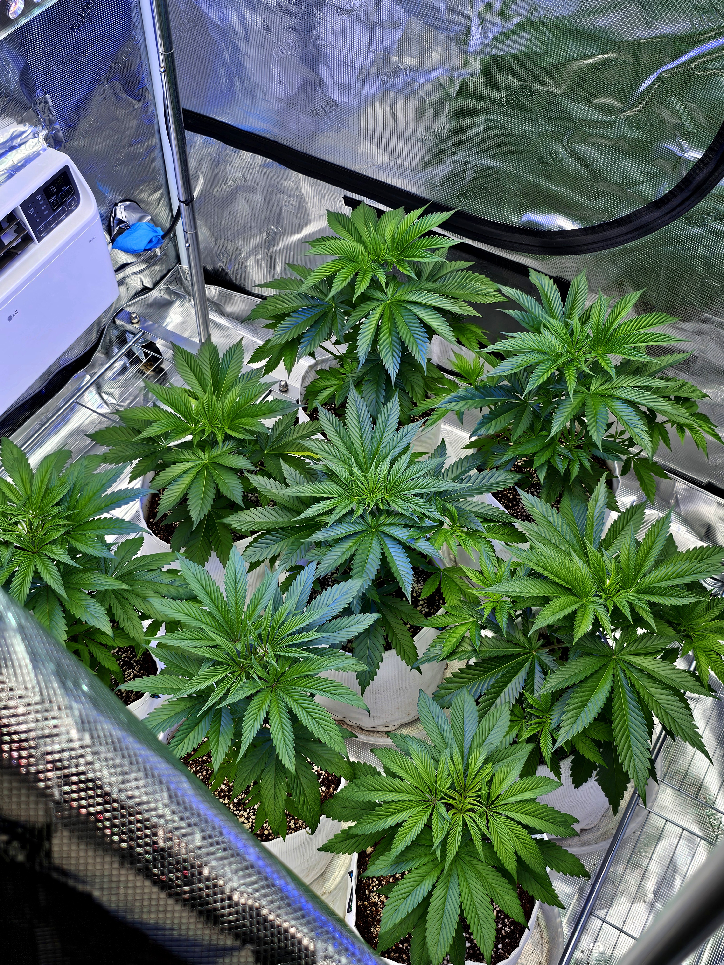 Fall / Winter Grow 2024 — vegetative, day 35