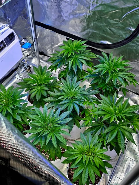 Fall / Winter Grow 2024 — vegetative, day 35