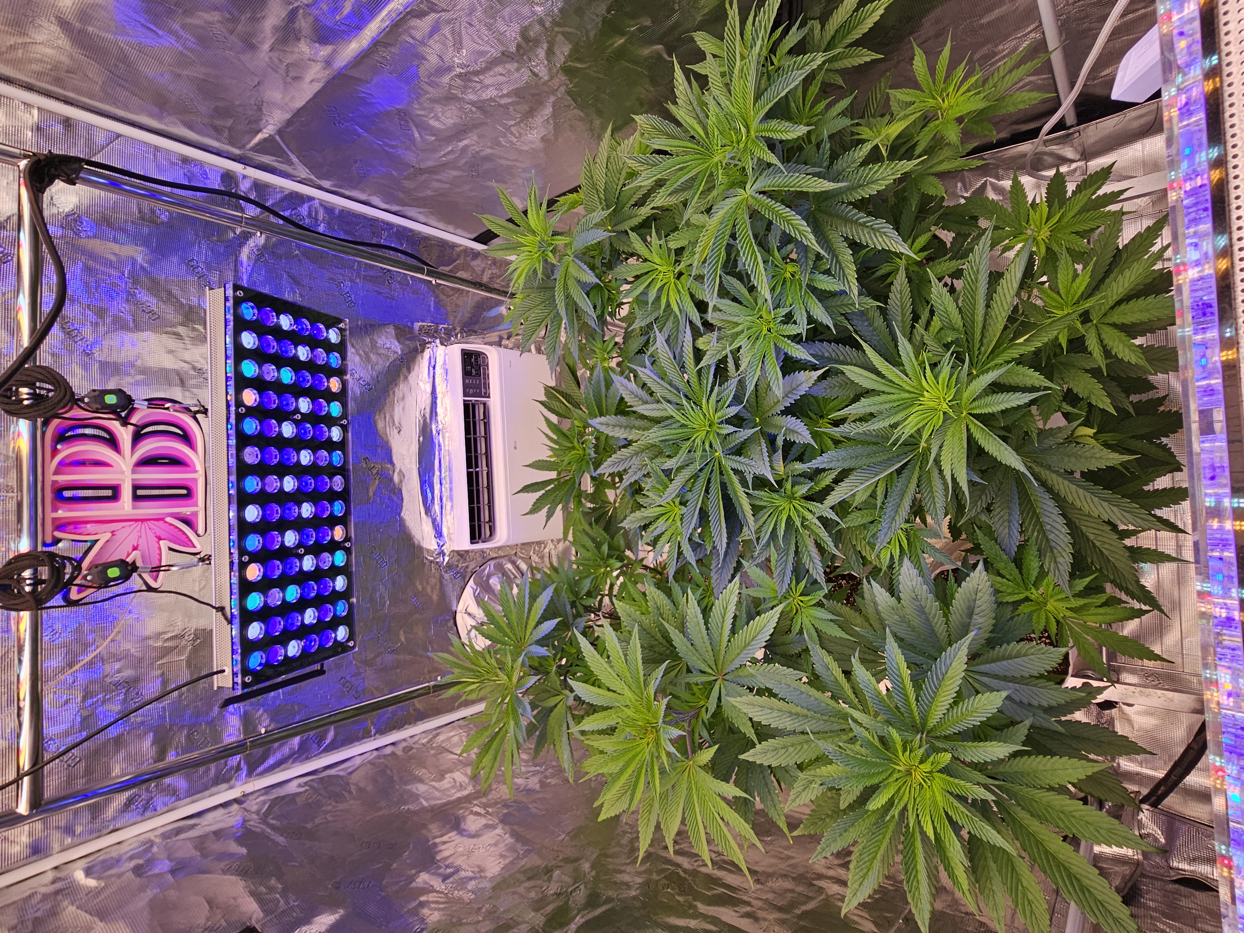 Fall / Winter Grow 2024