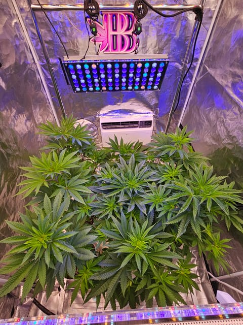 Fall / Winter Grow 2024