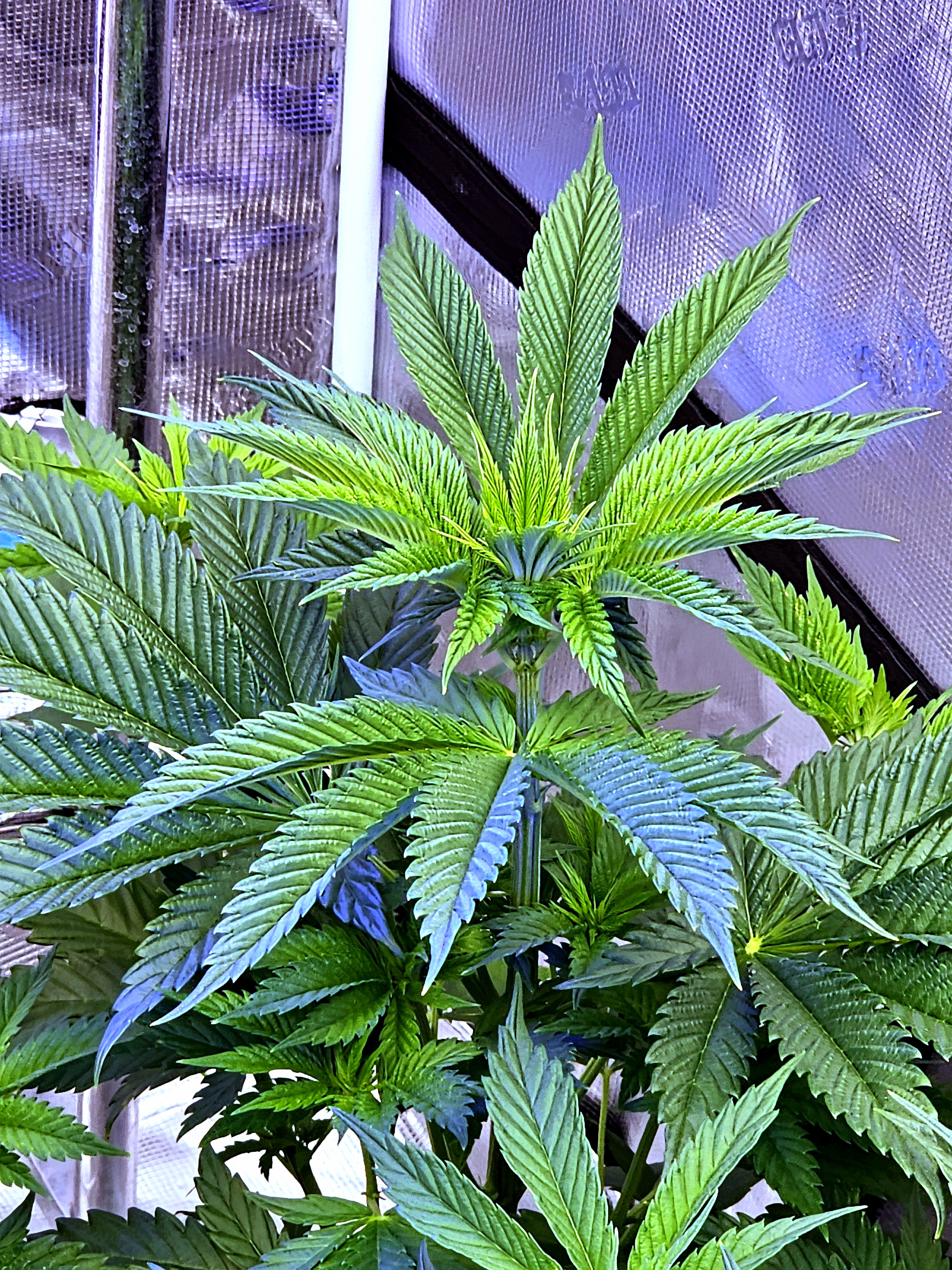 Fall / Winter Grow 2024 — flower, day 42