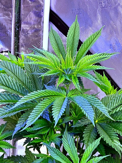 Fall / Winter Grow 2024 — flower, day 42