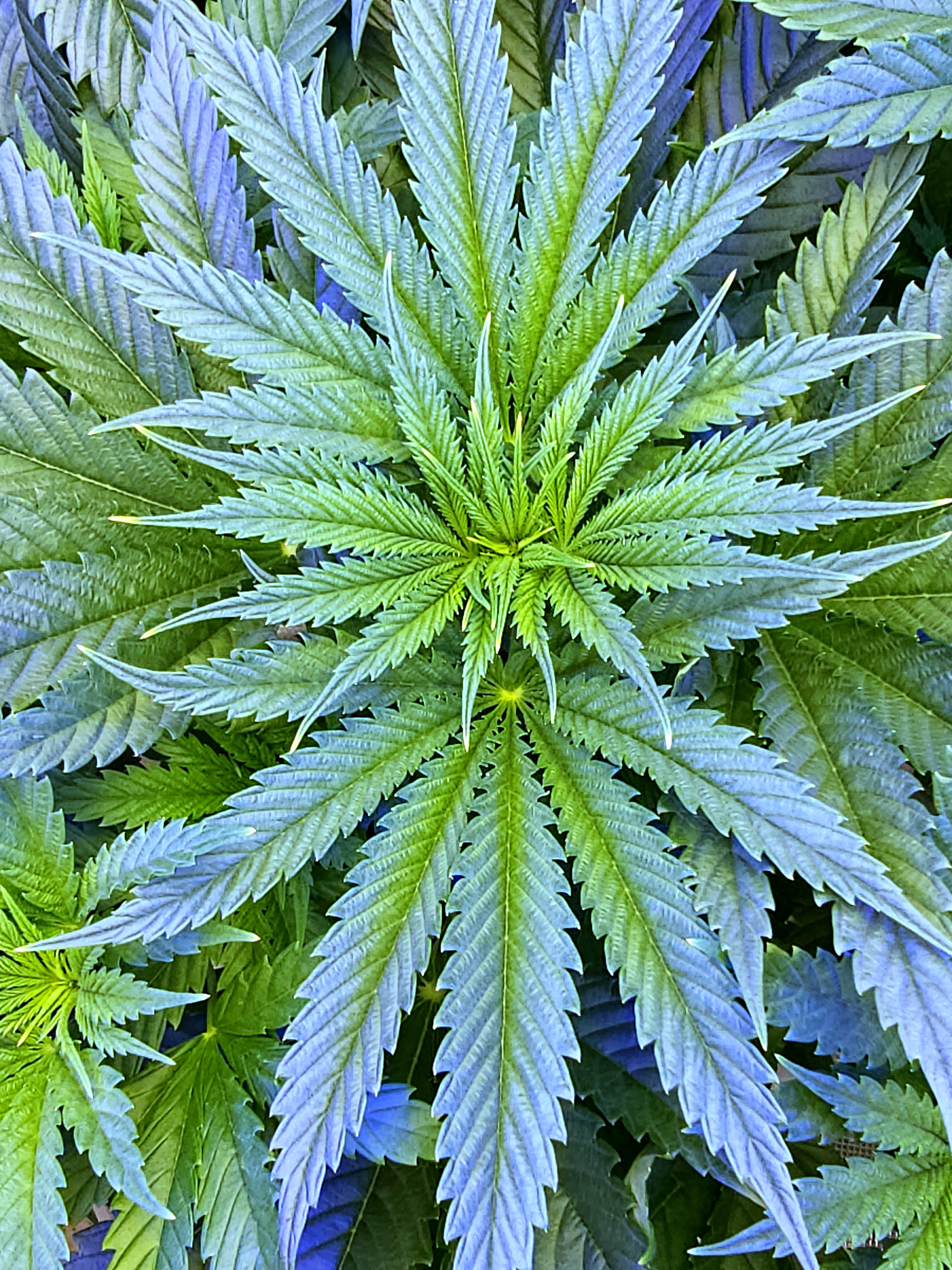 Fall / Winter Grow 2024 — flower, day 42