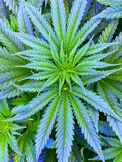 Fall / Winter Grow 2024 — flower, day 42
