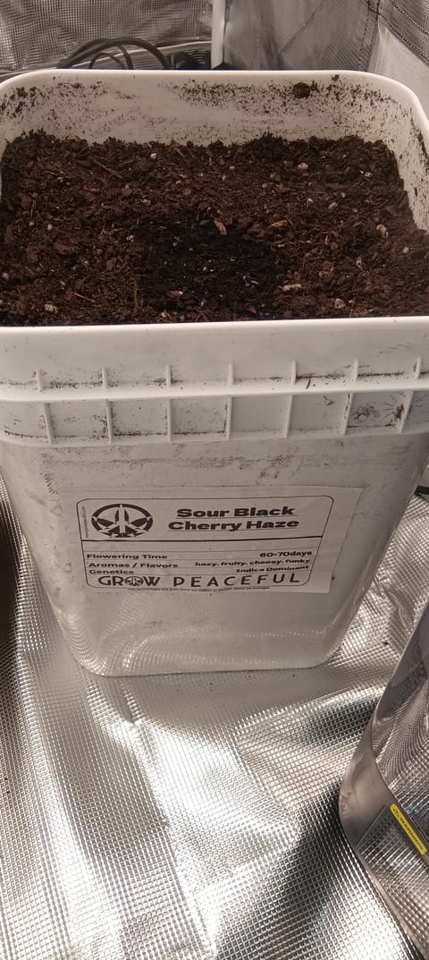 first grow — grow_setup, day 1