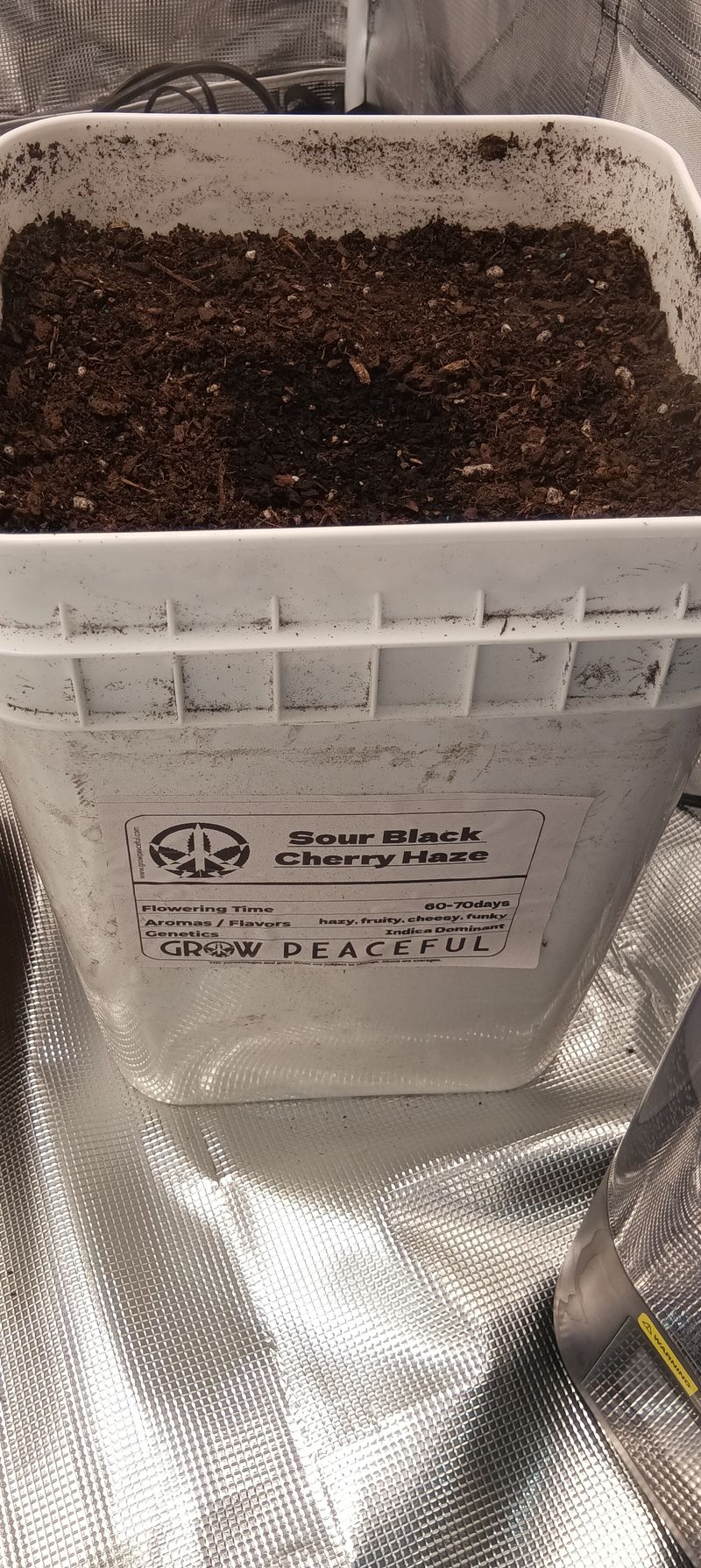 first grow