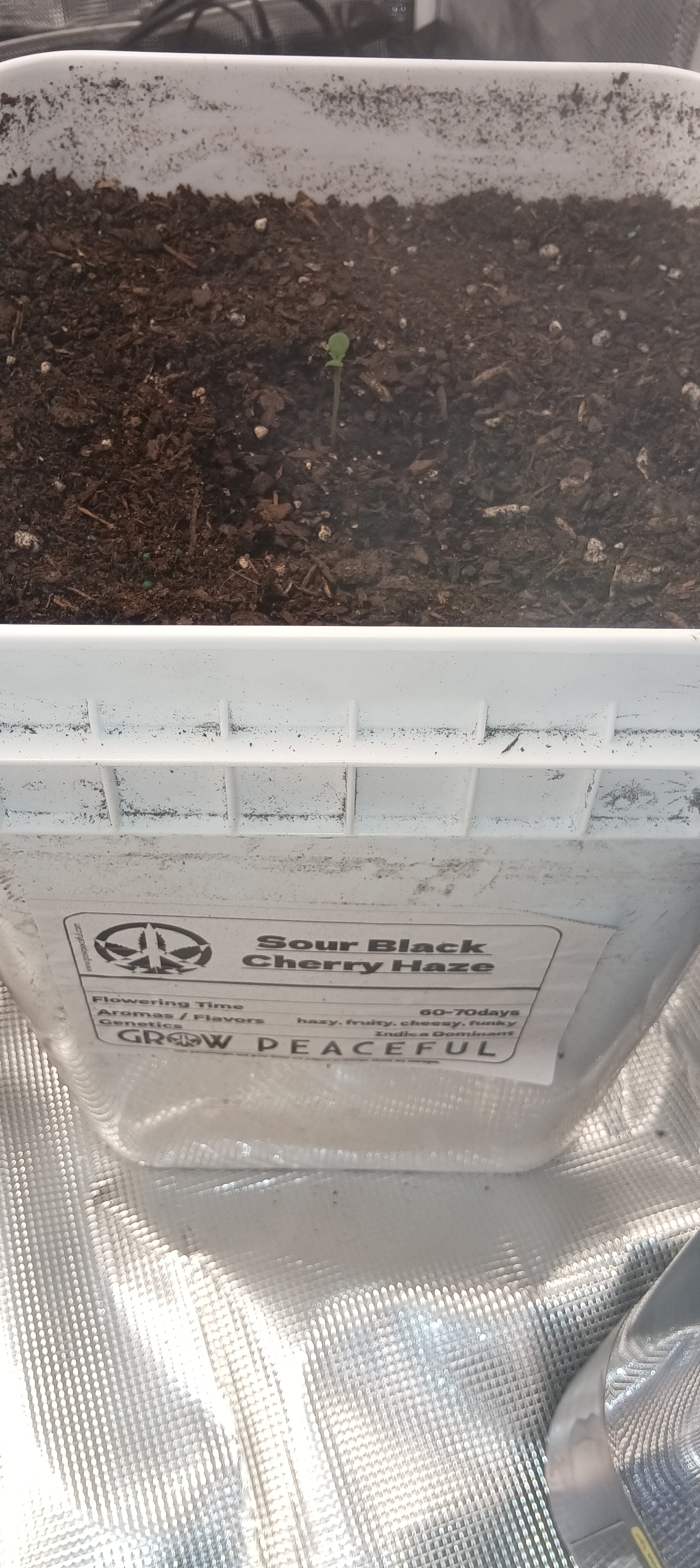 first grow — grow_setup, day 3