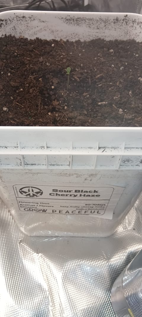 first grow — grow_setup, day 3
