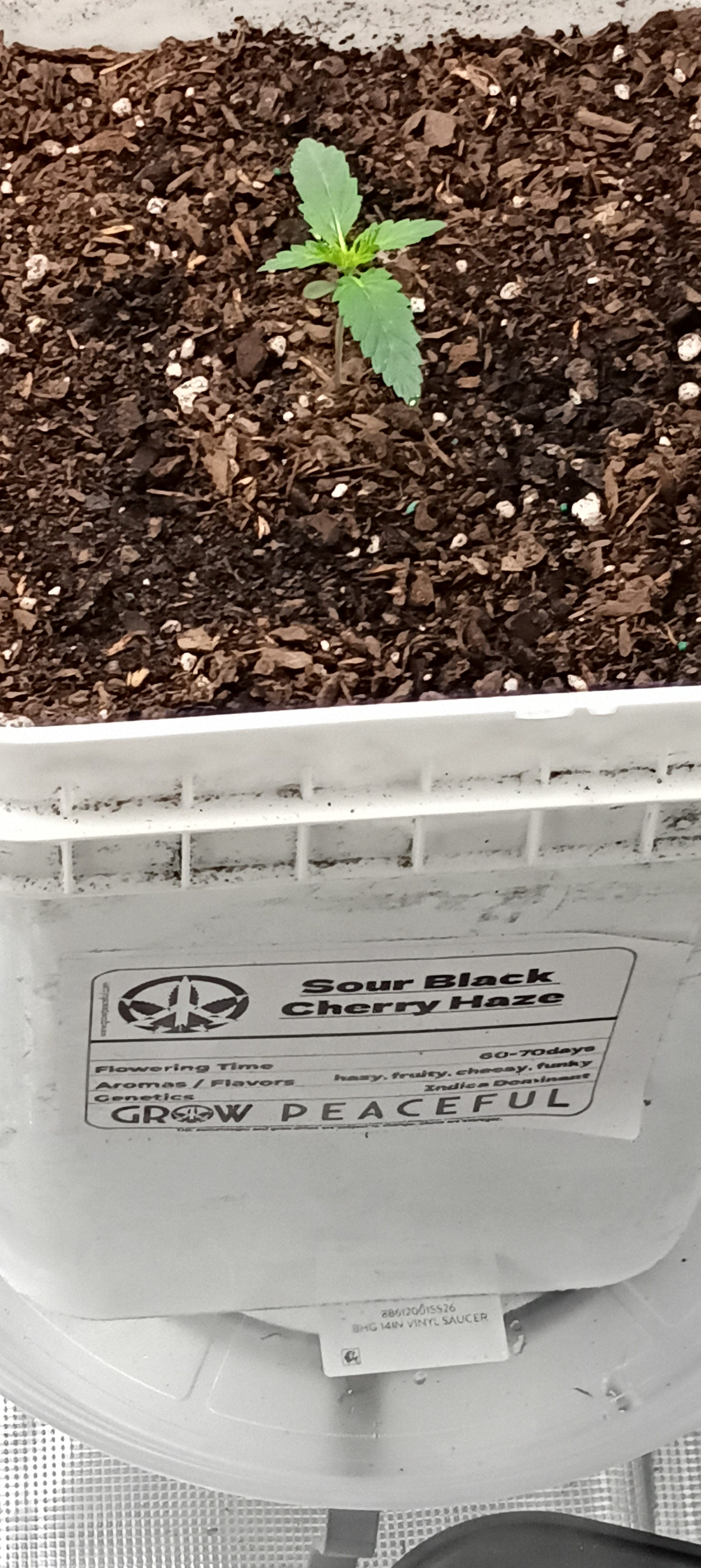 first grow — grow_setup, day 13