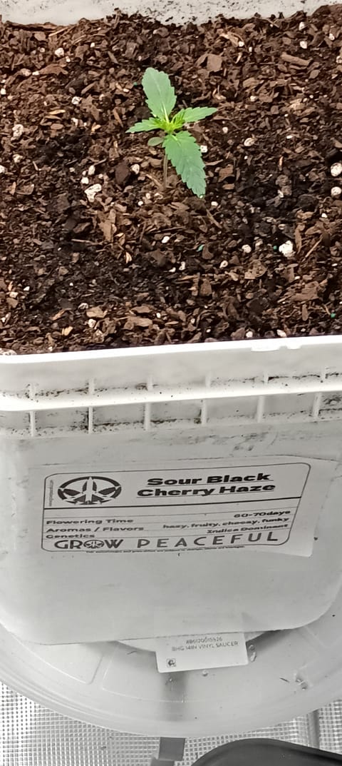 first grow — grow_setup, day 13