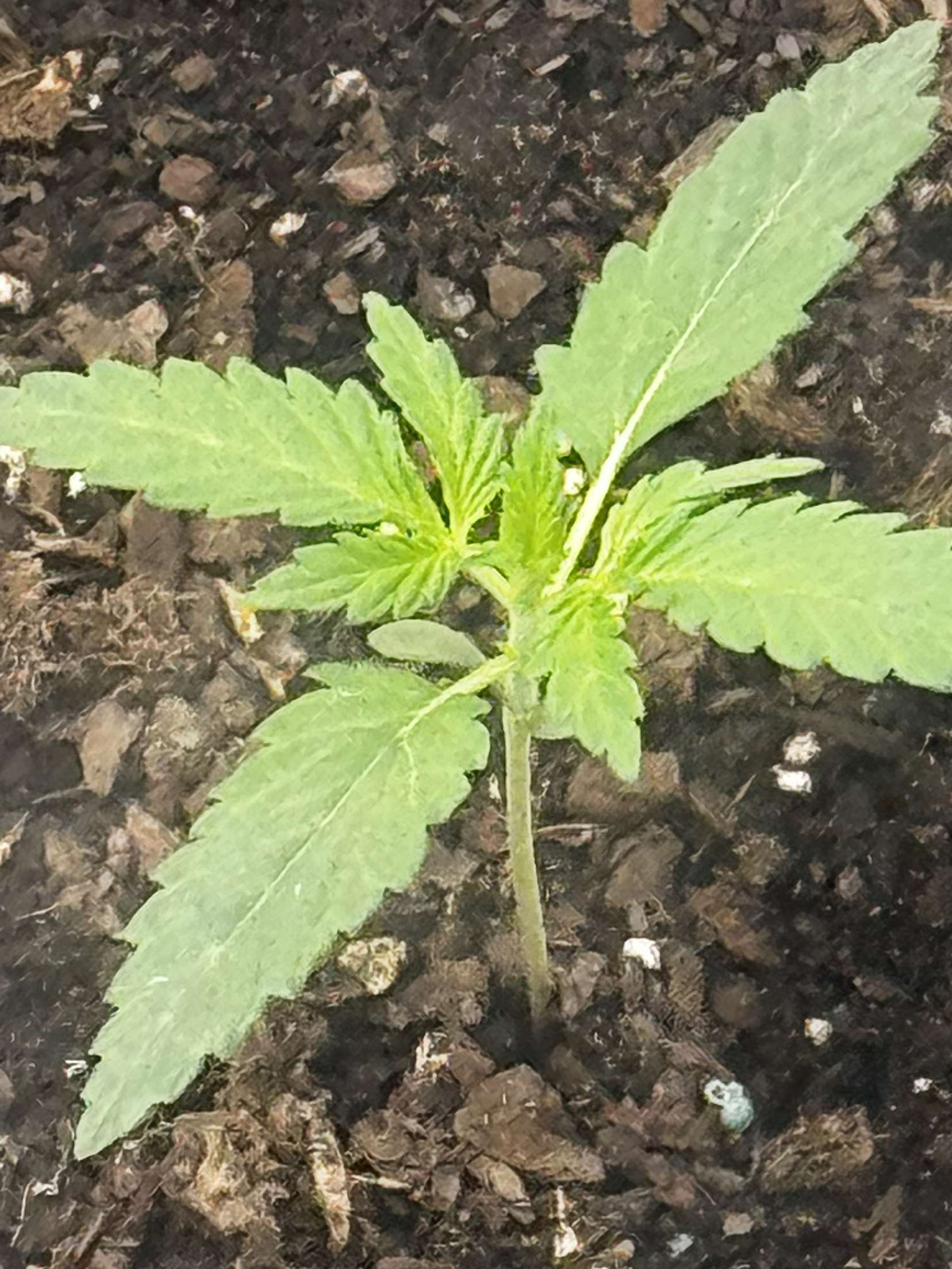 first grow — grow_setup, day 16