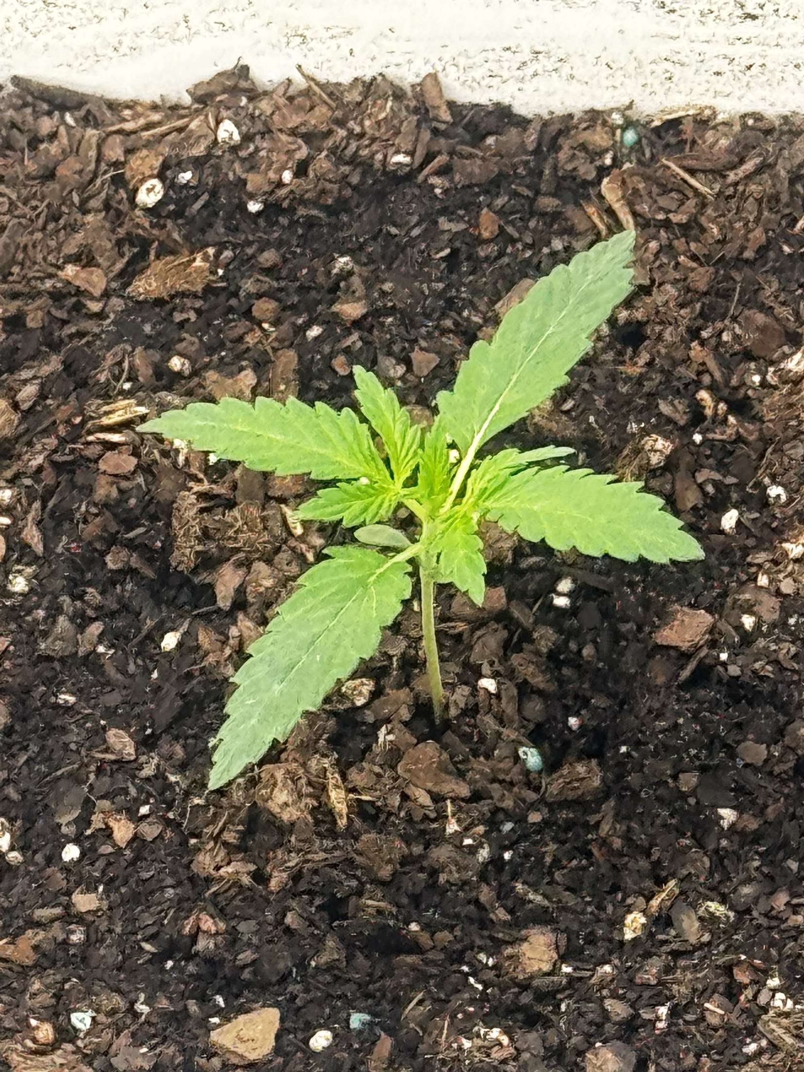 first grow — grow_setup, day 16