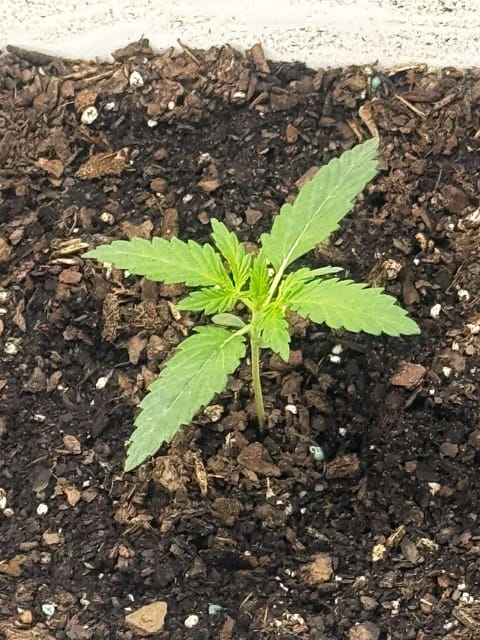 first grow — grow_setup, day 16