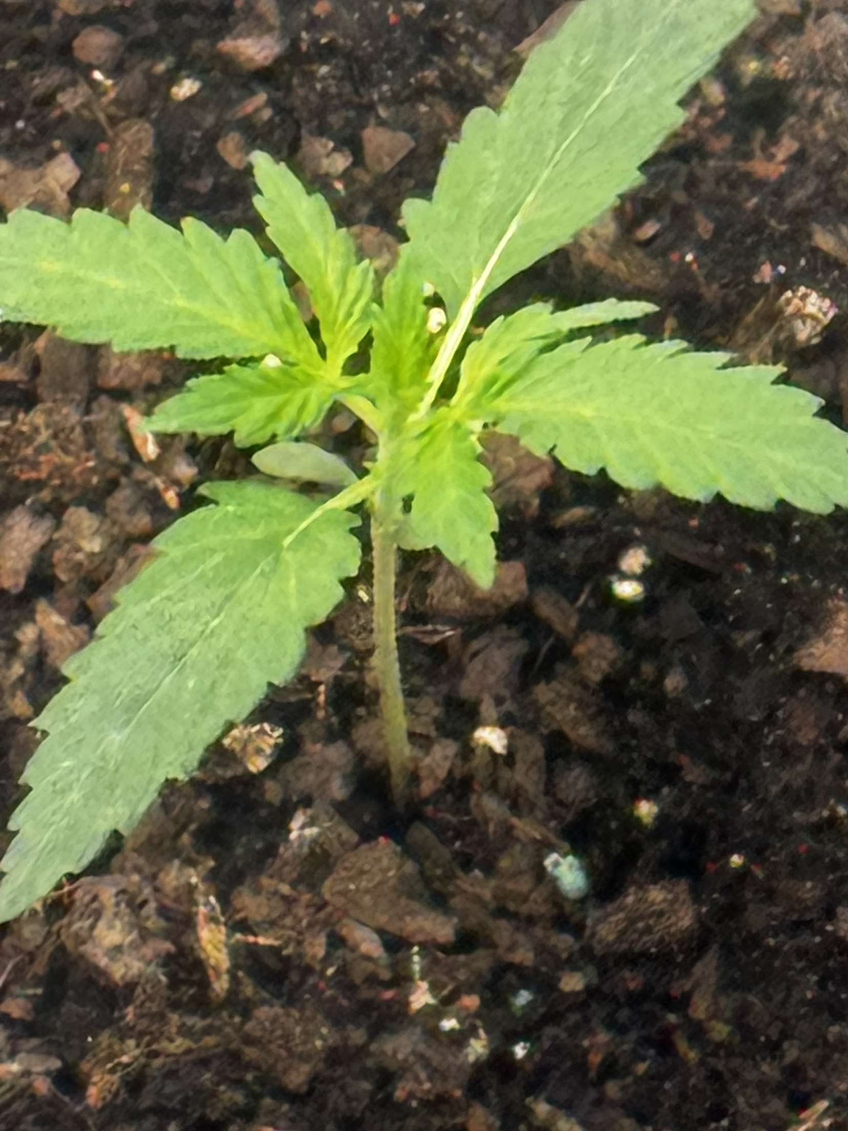 first grow — grow_setup, day 16