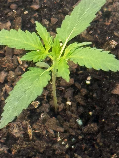 first grow — grow_setup, day 16