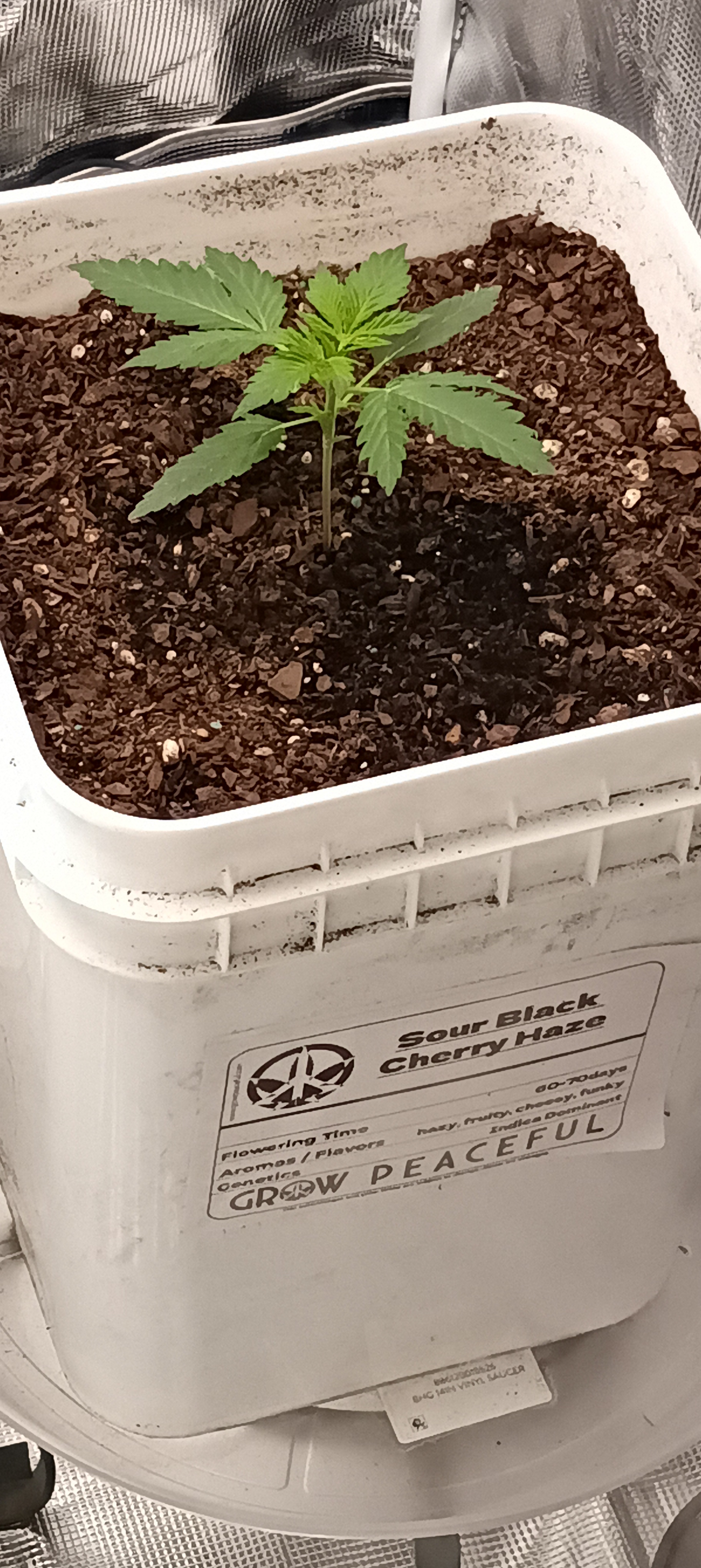 first grow — grow_setup, day 19