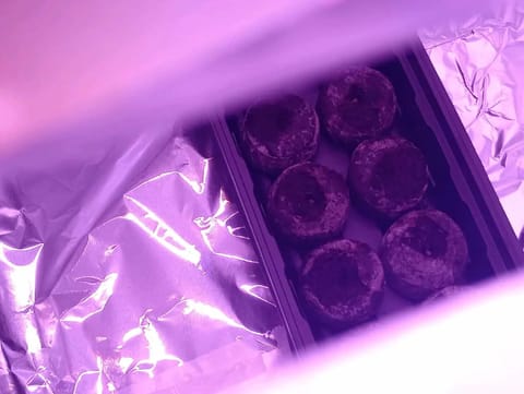 grow 1 — grow_setup, day 1