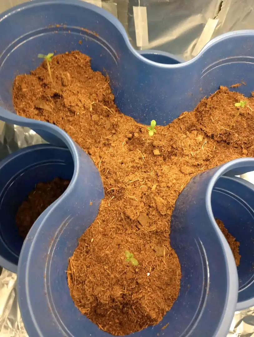 grow 1 — germination, day 6