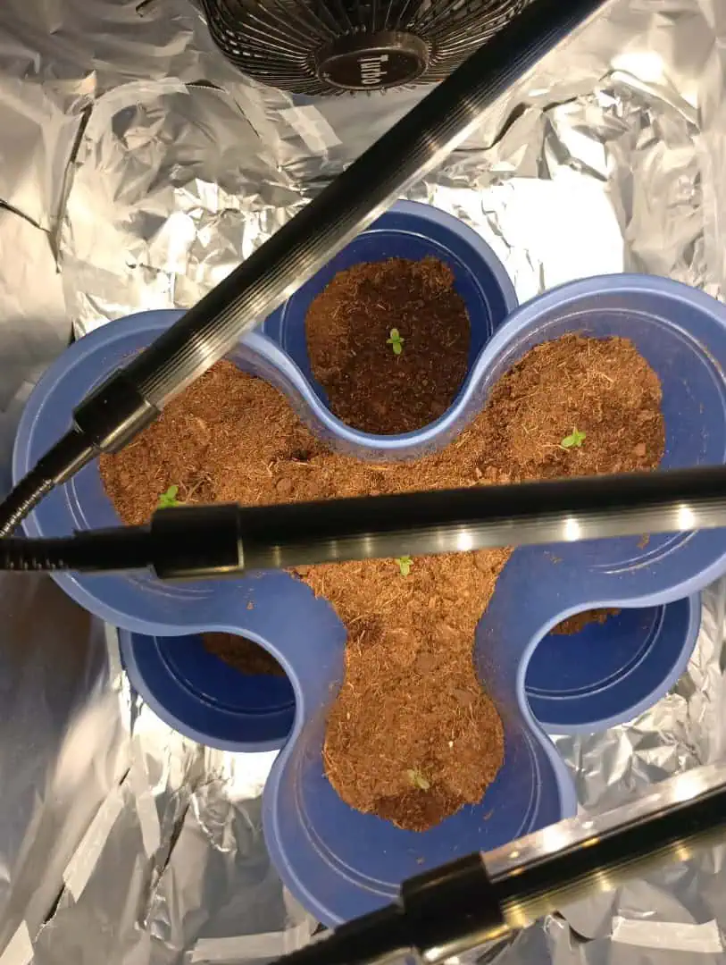 grow 1 — germination, day 6