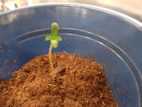 grow 1 — germination, day 6