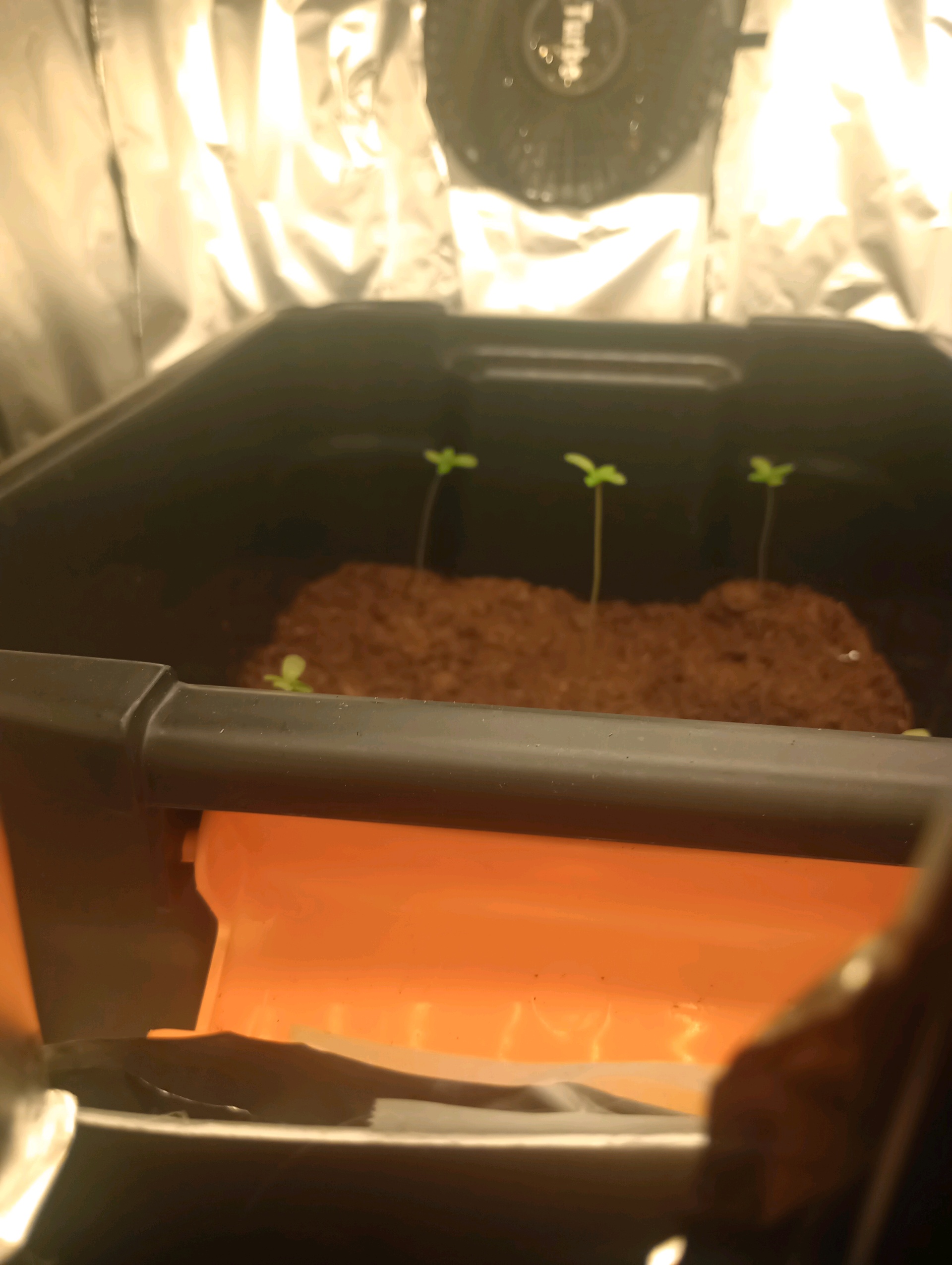 grow 1 — germination, day 9