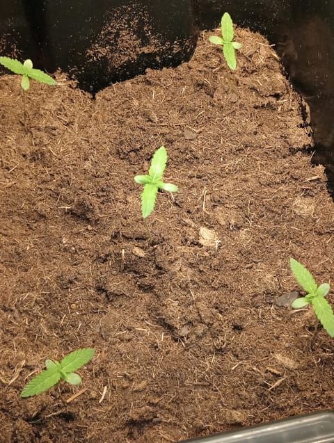 grow 1
