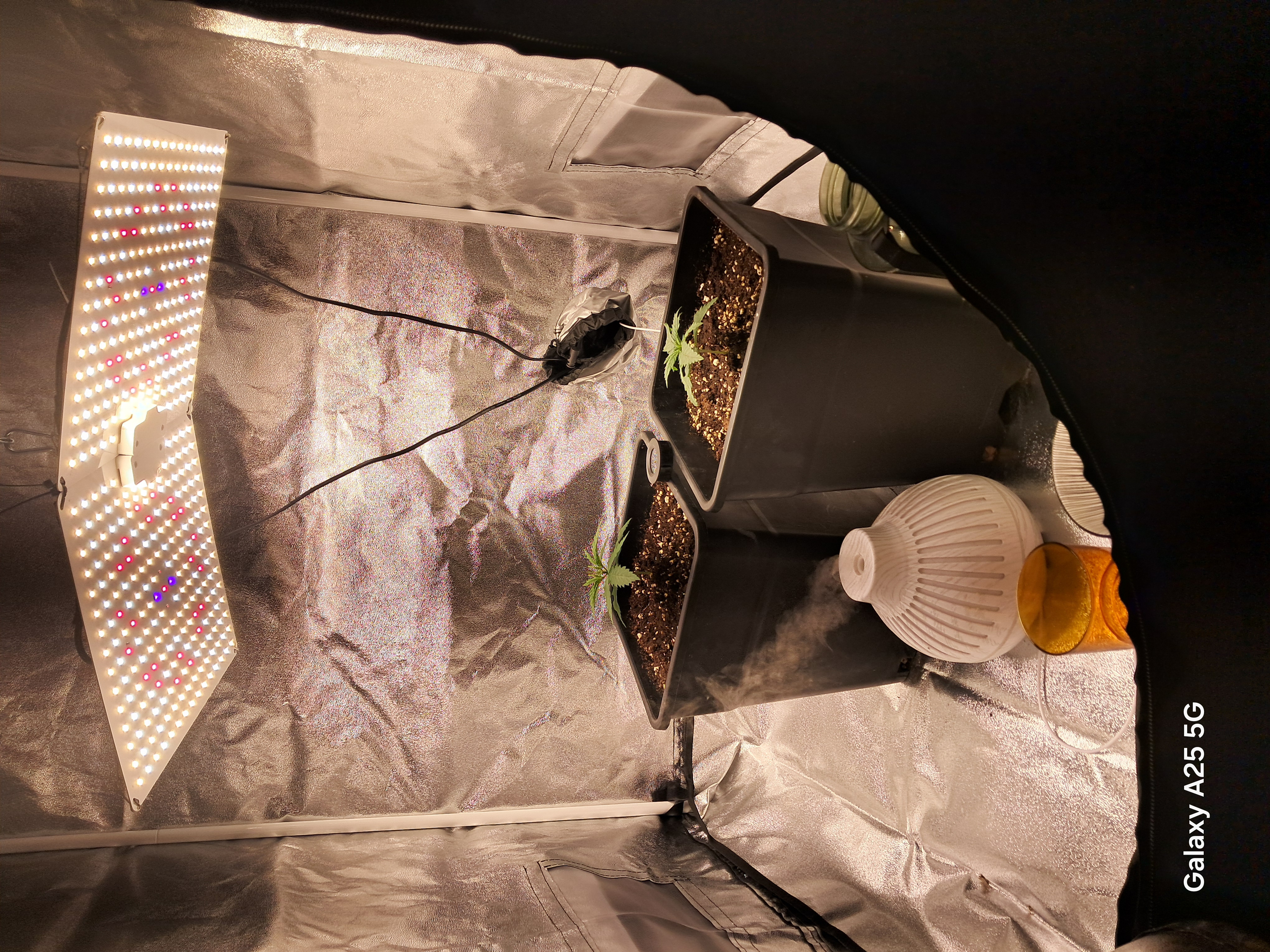 help needed, Borat of weed entered chat⚠️☢️