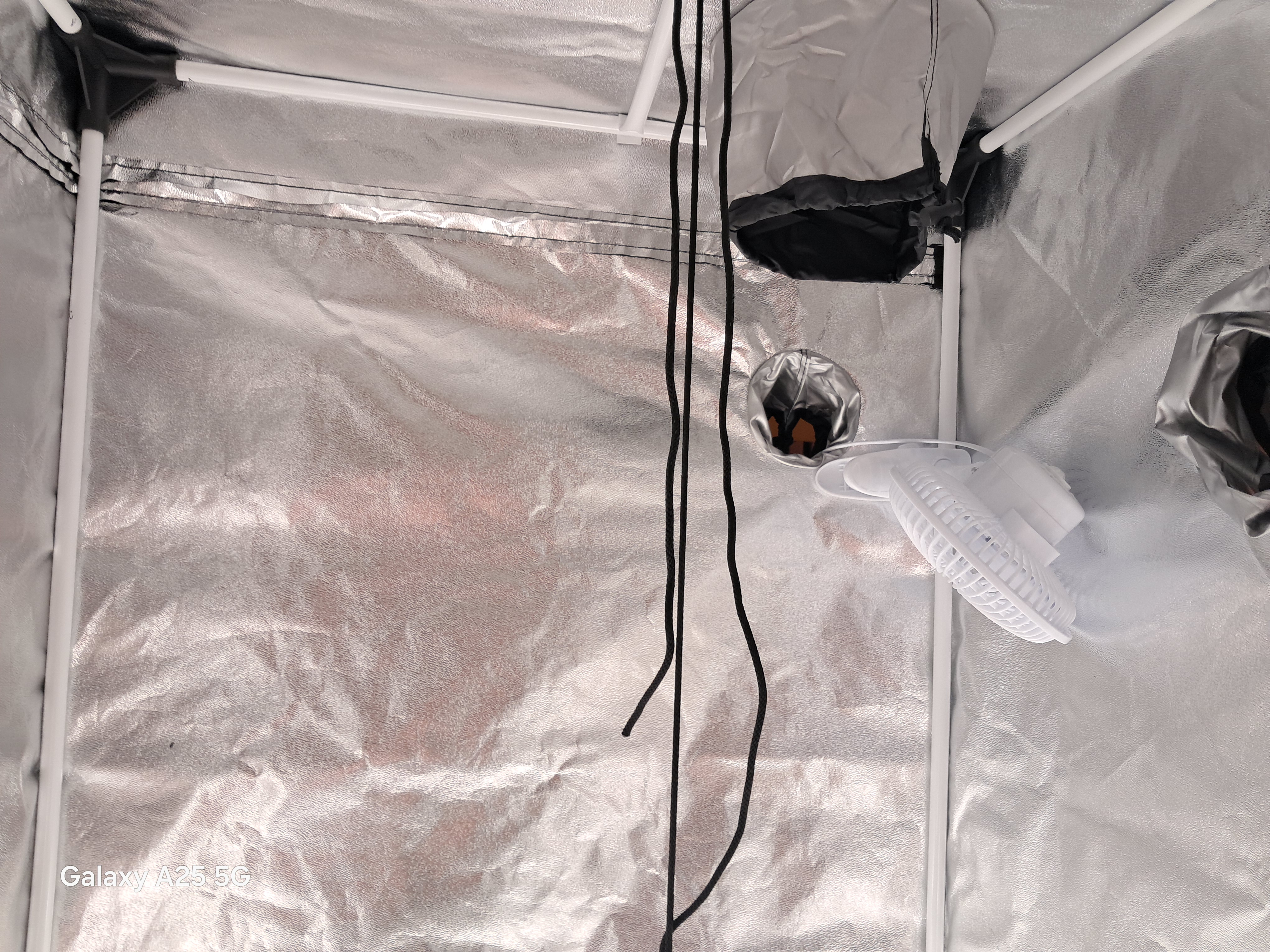 help needed, Borat of weed entered chat⚠️☢️ — vegetative, day 1