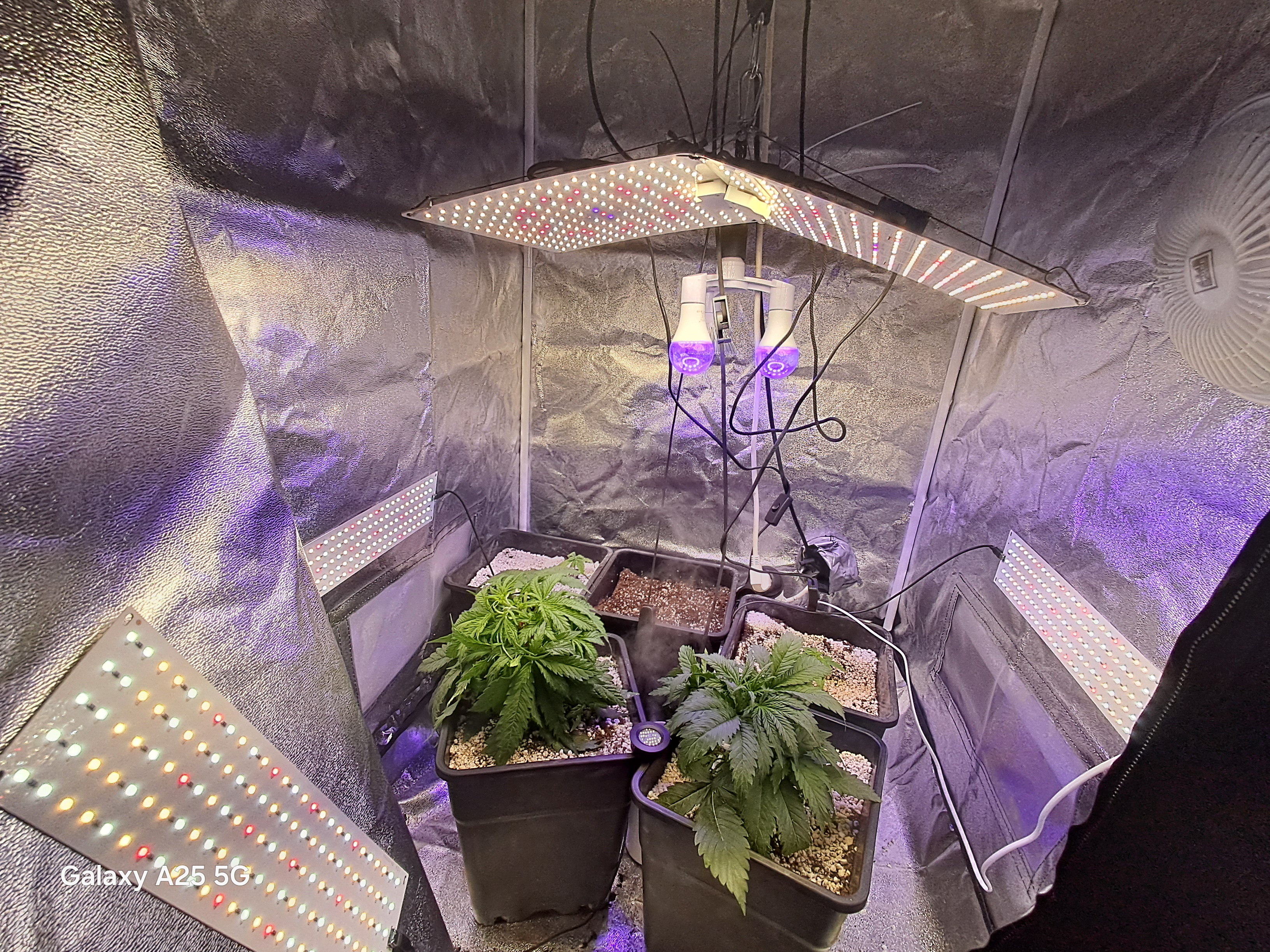 help needed, Borat of weed entered chat⚠️☢️