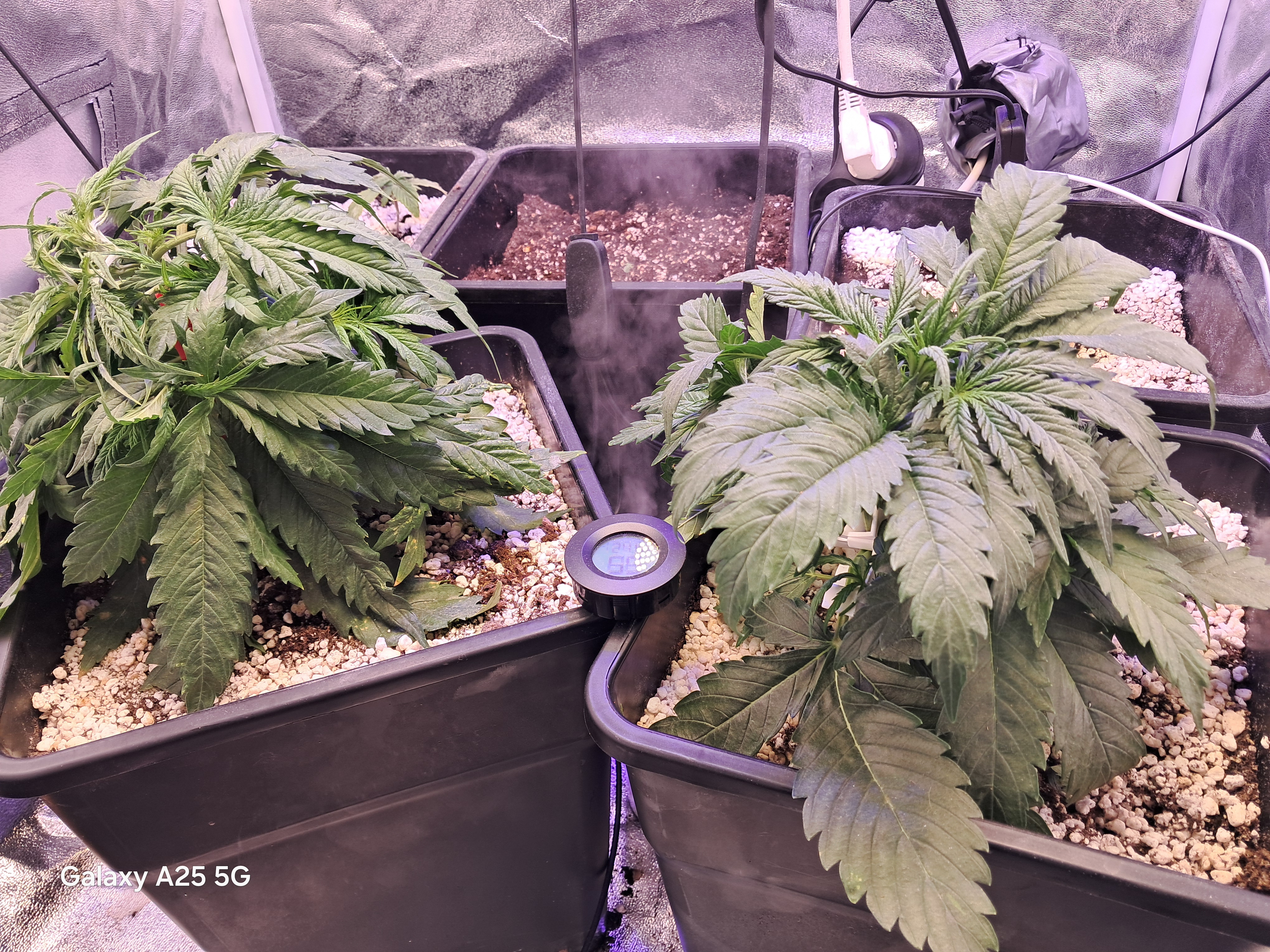 help needed, Borat of weed entered chat⚠️☢️ — flower, day 34