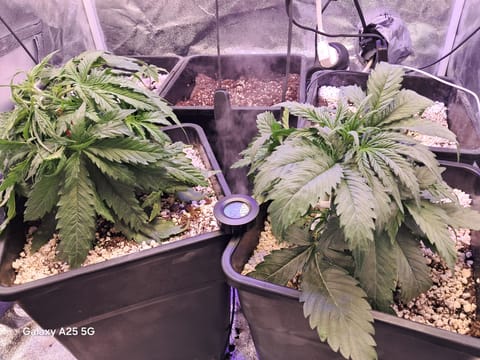 help needed, Borat of weed entered chat⚠️☢️ — flower, day 34