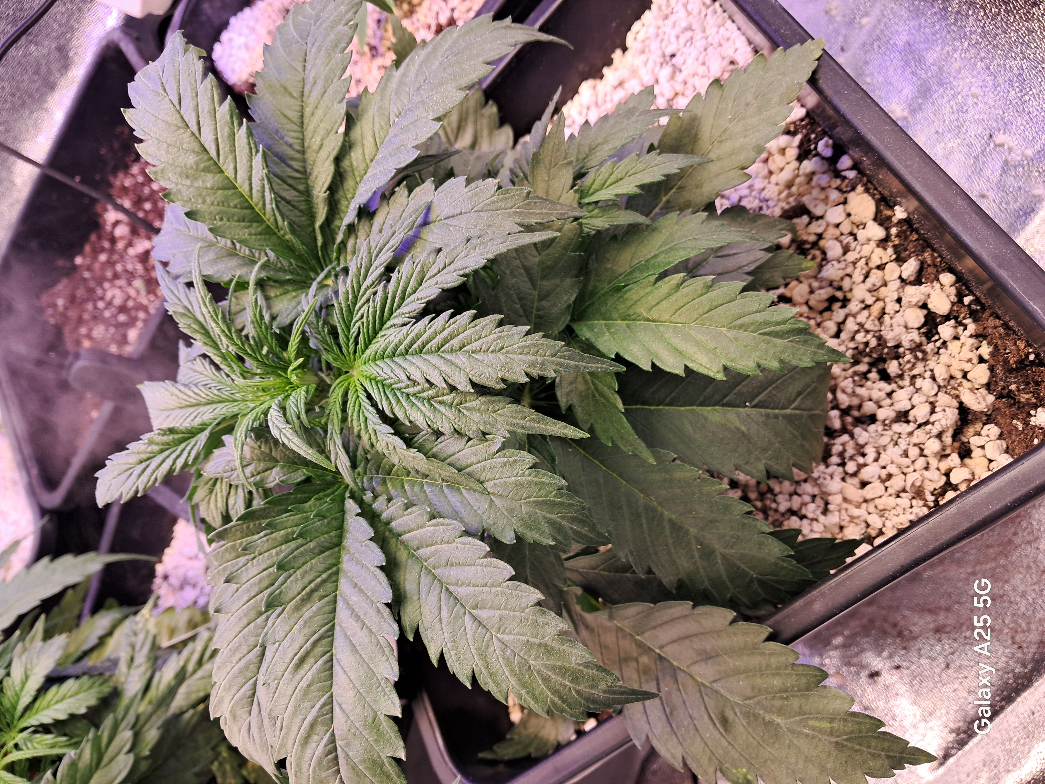 help needed, Borat of weed entered chat⚠️☢️ — flower, day 34