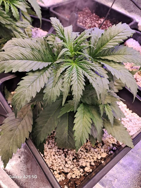 help needed, Borat of weed entered chat⚠️☢️ — flower, day 34