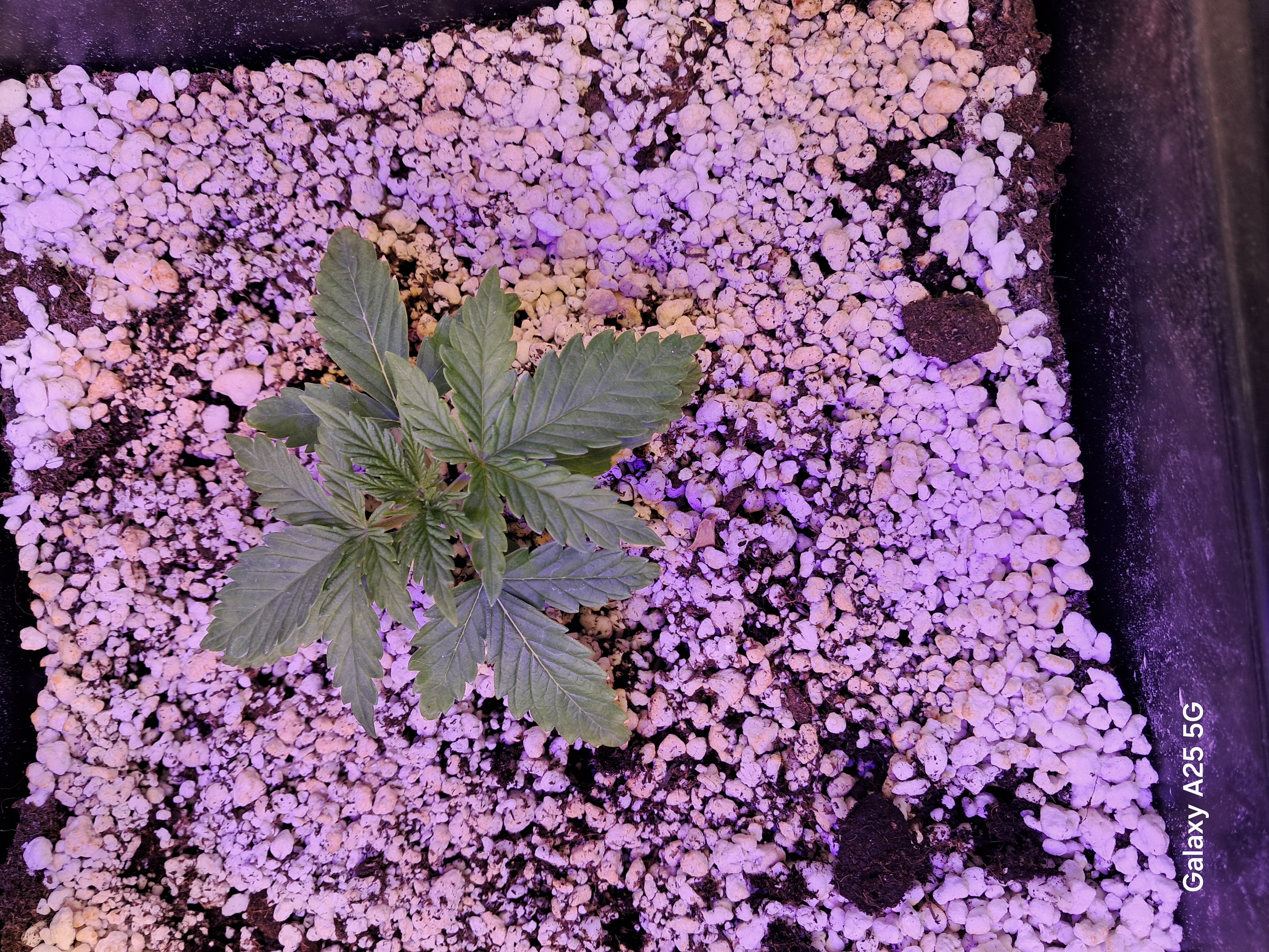 green gelato 4 week delay auto