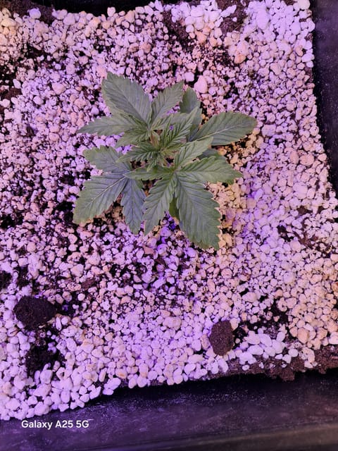 green gelato 4 week delay auto