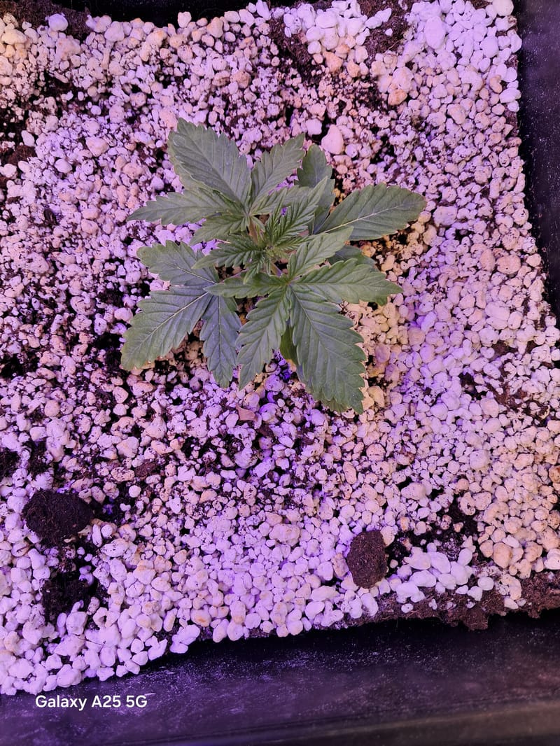 green gelato 4 week delay auto