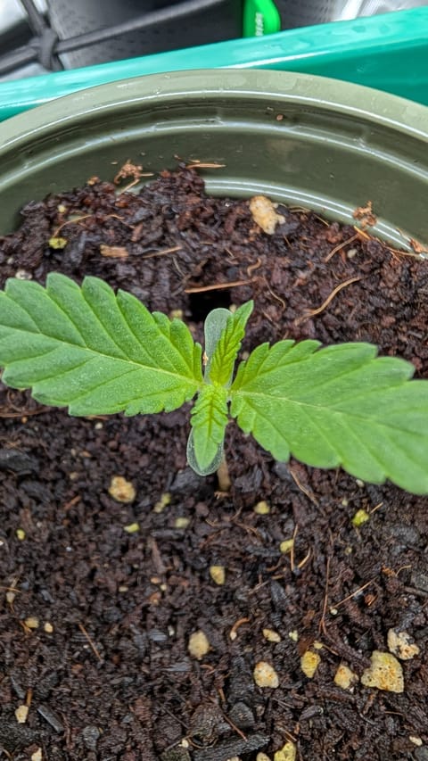 Critical Kush — seedling_rooting, day 1
