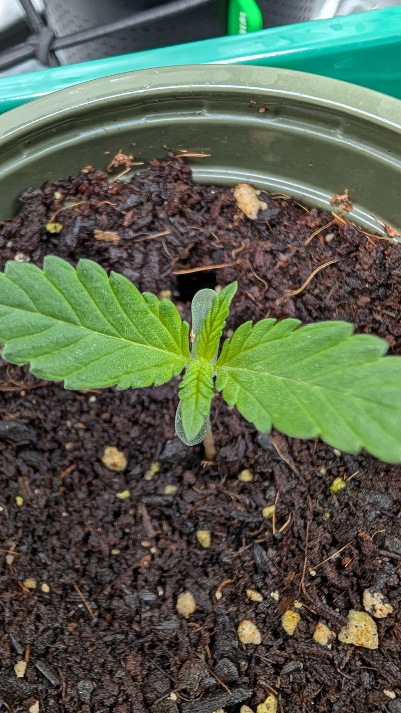 Critical Kush