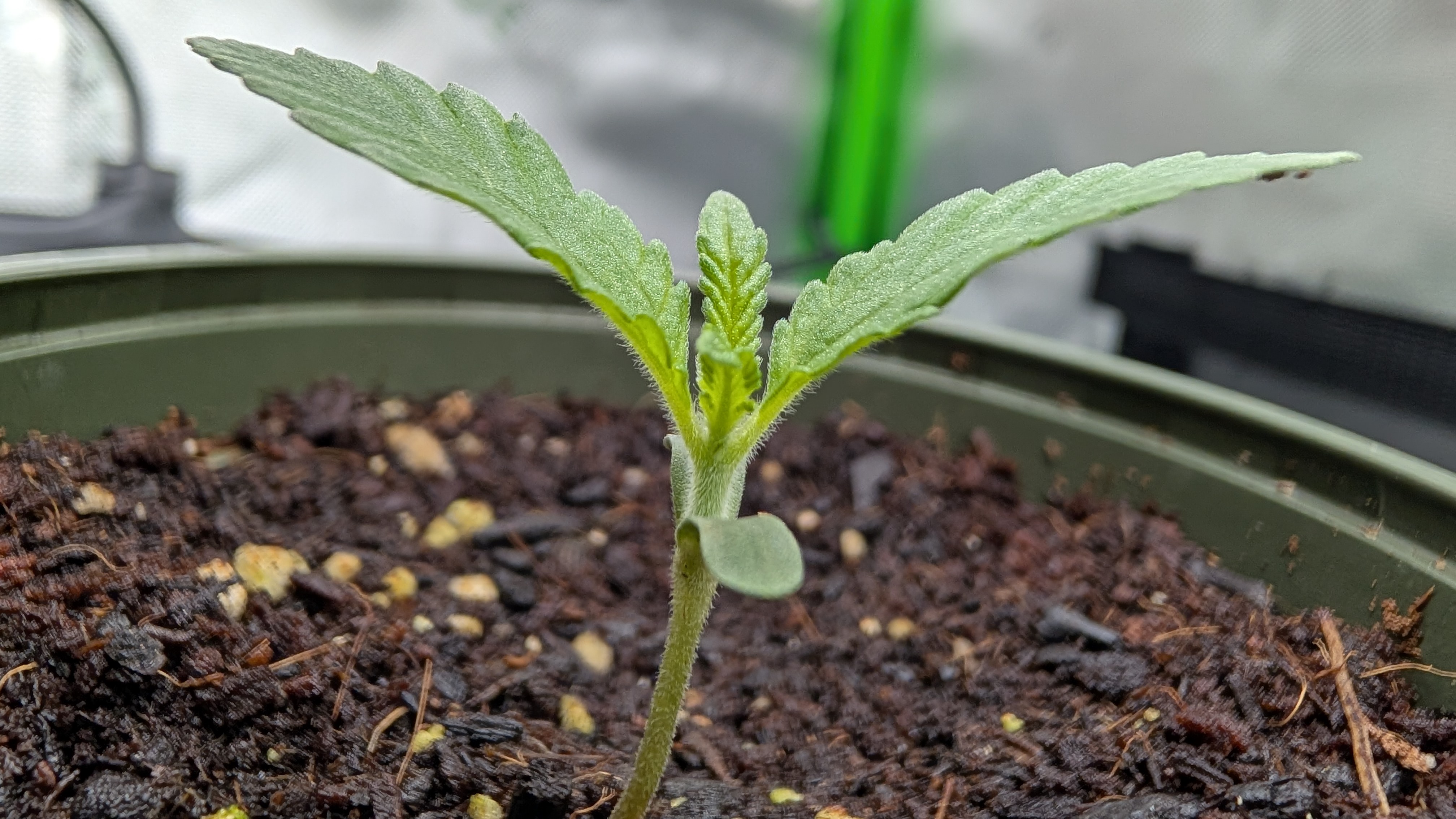 Critical Kush — seedling_rooting, day 1