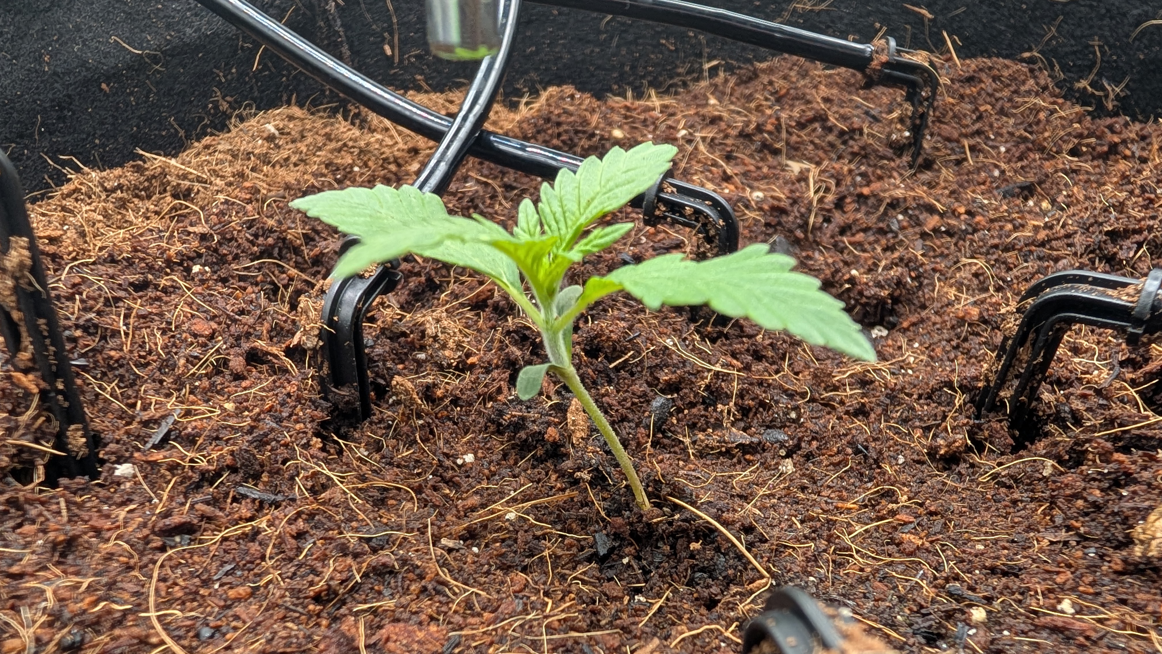 Critical Kush — vegetative, day 7