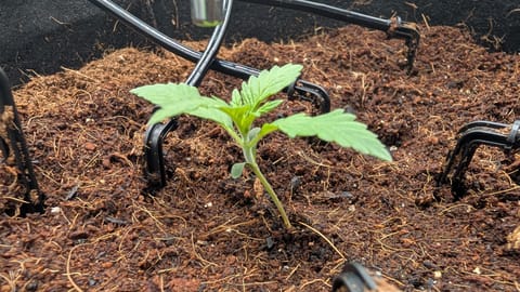 Critical Kush — vegetative, day 7