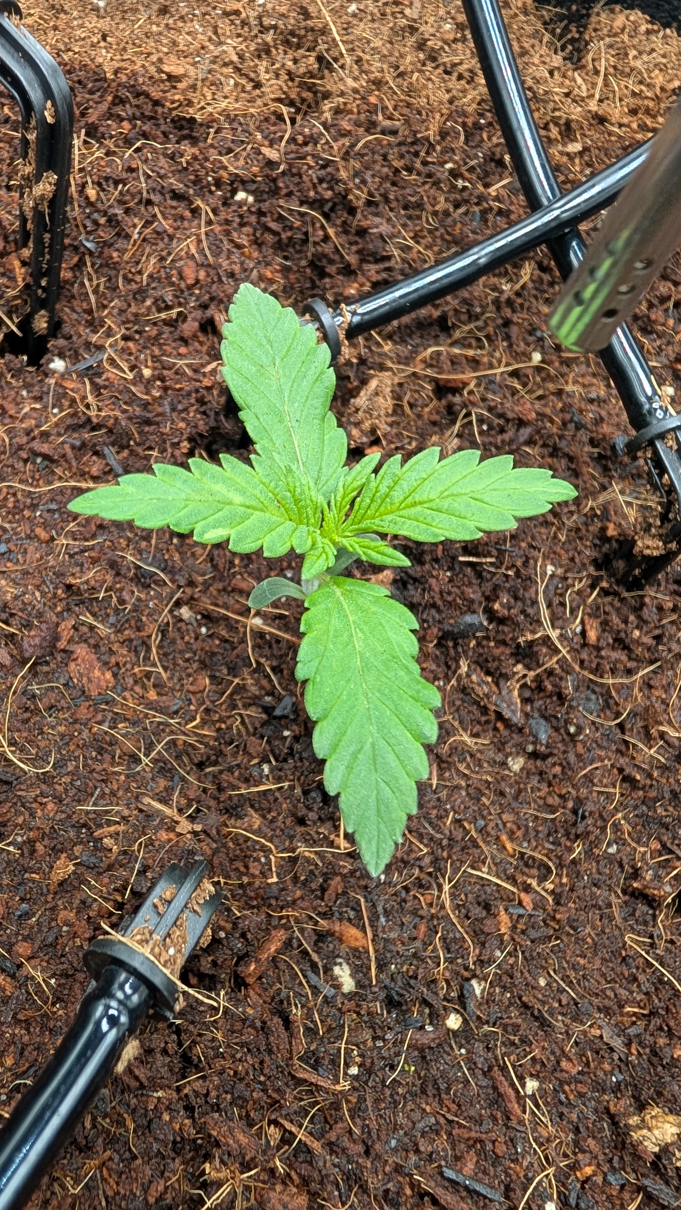 Critical Kush — vegetative, day 7