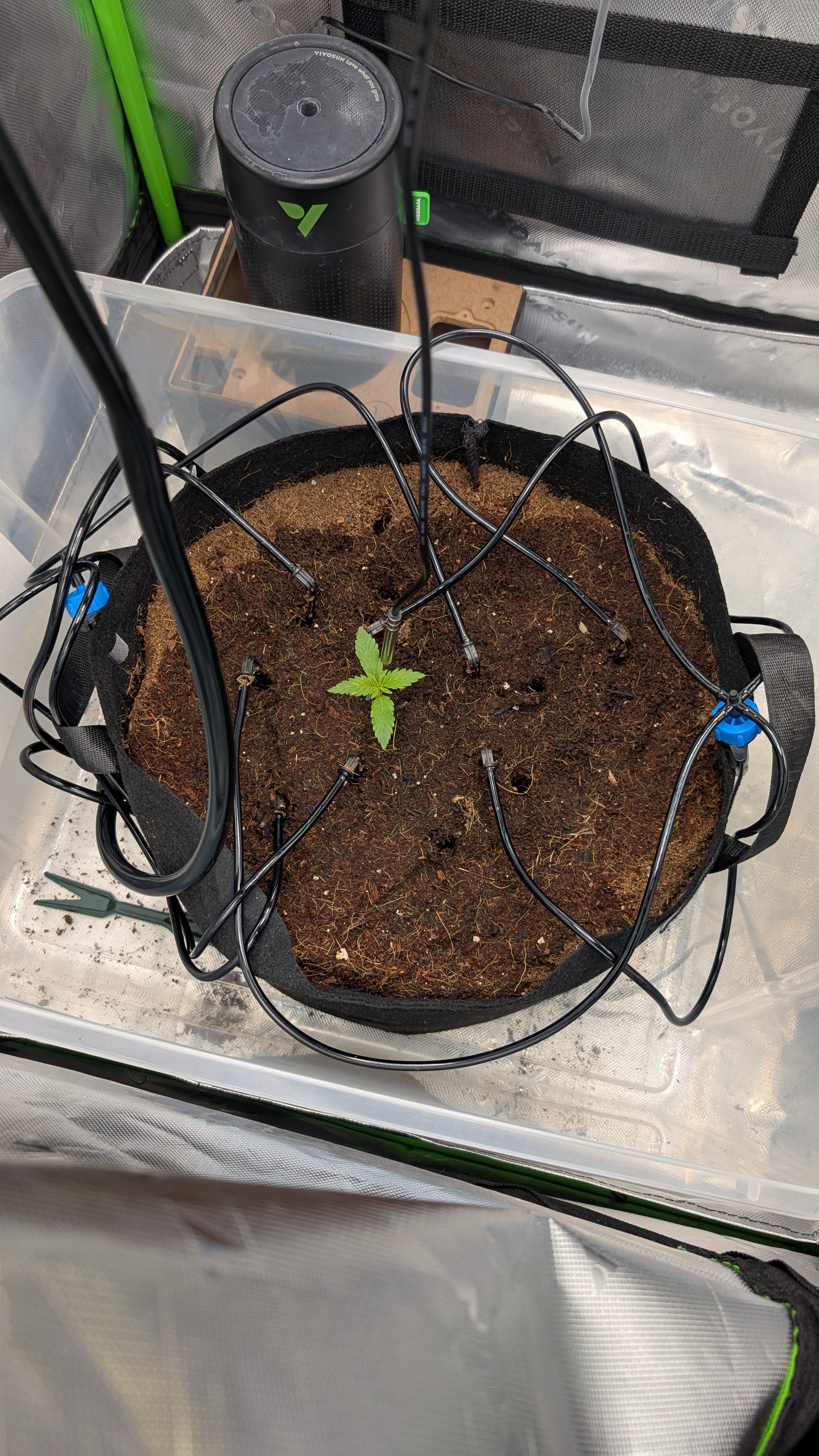 Critical Kush — vegetative, day 7