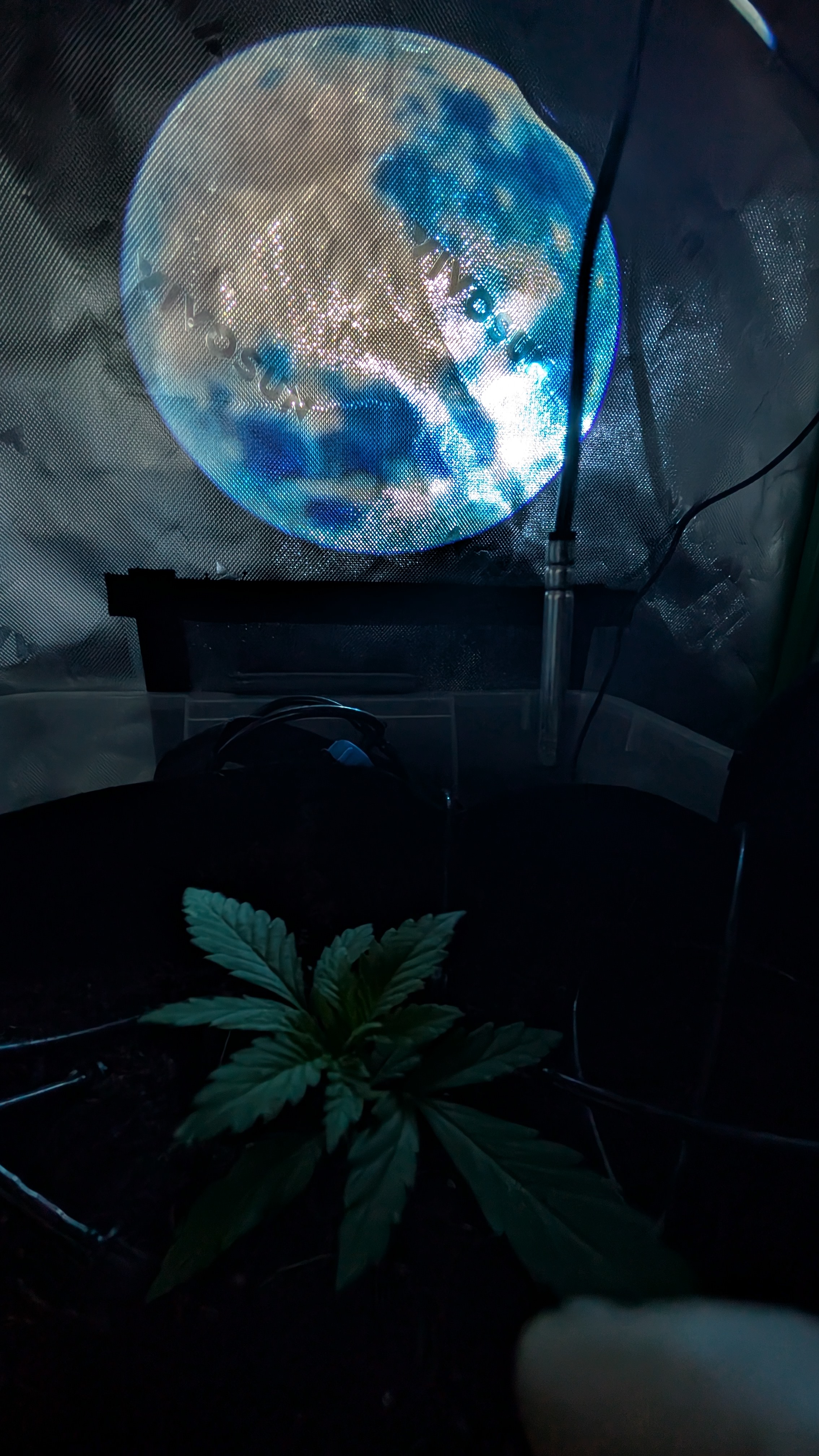Critical Kush — vegetative, day 9